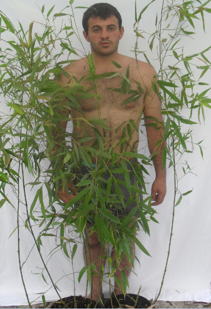 Phyllostachys Viridiglausesens 7.5 л. высота 100/150 см. 370.00 грв